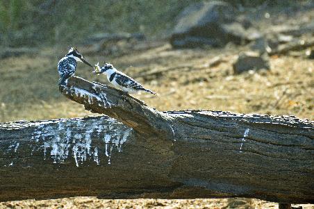 D:\DataFoto\Foto's - Reizen\2014-07-09 Victoria Falls\12 Chobe Boot 3V\Best Of\VICT2056y.jpg