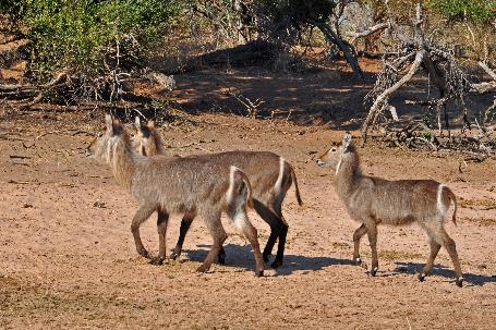 D:\DataFoto\Foto's - Reizen\2014-07-09 Victoria Falls\12 Chobe Boot 3V\Best Of\VICT2118y.jpg