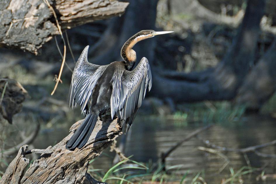 D:\DataFoto\Foto's - Reizen\2014-07-09 Victoria Falls\12 Chobe Boot 3V\Best Of\VICT2082y.jpg