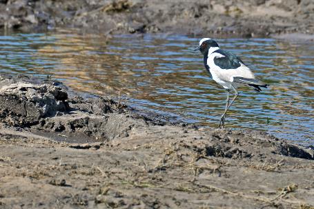 D:\DataFoto\Foto's - Reizen\2014-07-09 Victoria Falls\12 Chobe Boot 3V\Best Of\VICT2130y.jpg