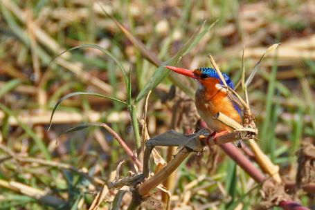 D:\DataFoto\Foto's - Reizen\2014-07-09 Victoria Falls\12 Chobe Boot 3V\Best Of\VICT2143y.jpg