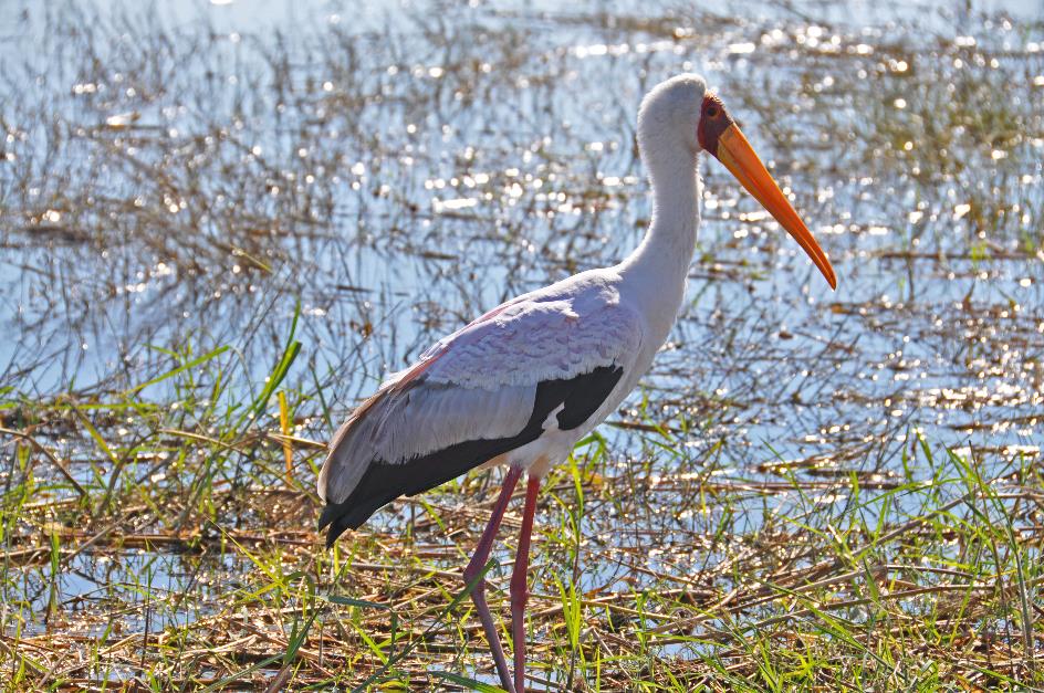 D:\DataFoto\Foto's - Reizen\2014-07-09 Victoria Falls\12 Chobe Boot 3V\Best Of\VICT2176y.jpg