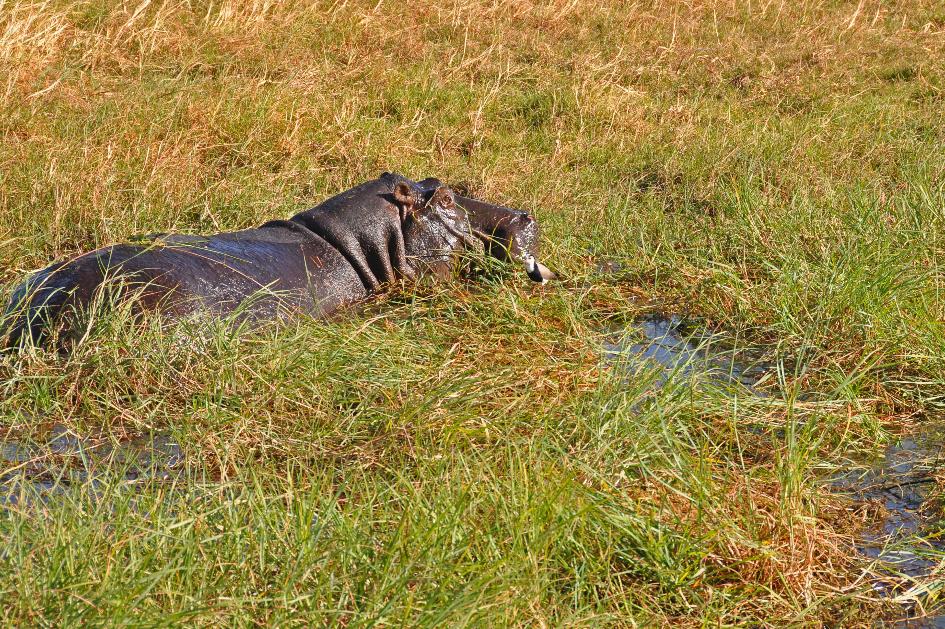 D:\DataFoto\Foto's - Reizen\2014-07-09 Victoria Falls\08 Chobe Boot 1N\Best Of\VICT1071y.jpg