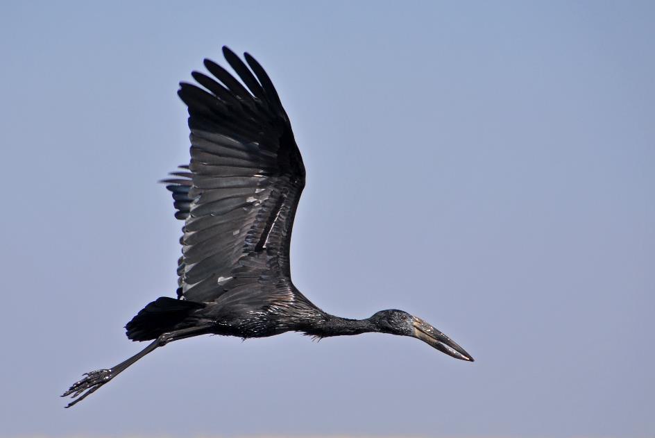 D:\DataFoto\Foto's - Reizen\2014-07-09 Victoria Falls\12 Chobe Boot 3V\Best Of\VICT2247y.jpg