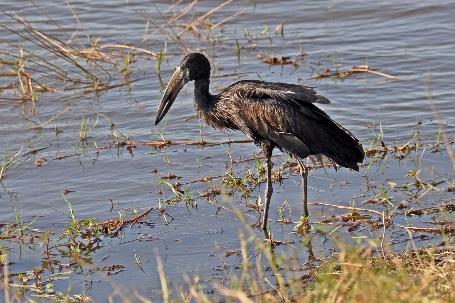 D:\DataFoto\Foto's - Reizen\2014-07-09 Victoria Falls\13 Chobe Safari 3N\Best Of\VICT2384y.jpg