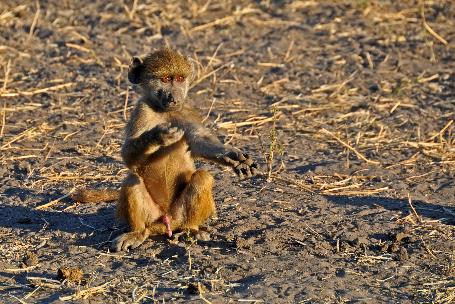 D:\DataFoto\Foto's - Reizen\2014-07-09 Victoria Falls\13 Chobe Safari 3N\Best Of\VICT2454y.jpg