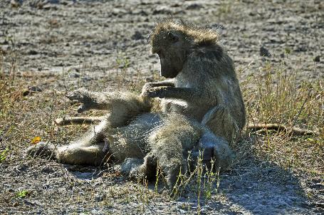 D:\DataFoto\Foto's - Reizen\2014-07-09 Victoria Falls\13 Chobe Safari 3N\Best Of\VICT2408y.jpg