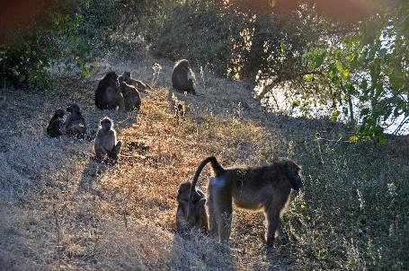 D:\DataFoto\Foto's - Reizen\2014-07-09 Victoria Falls\13 Chobe Safari 3N\Best Of\VICT2463y.jpg