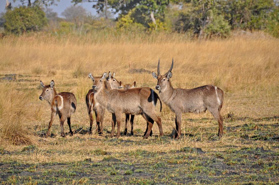 D:\DataFoto\Foto's - Reizen\2014-07-09 Victoria Falls\20 Mazambala Safari 3N\Best Of\VICT3643y.jpg