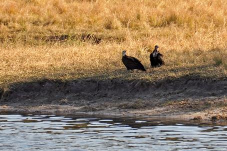 D:\DataFoto\Foto's - Reizen\2014-07-09 Victoria Falls\20 Mazambala Safari 3N\Best Of\VICT3670y.jpg