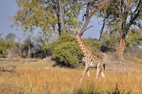 D:\DataFoto\Foto's - Reizen\2014-07-09 Victoria Falls\20 Mazambala Safari 3N\Best Of\VICT3665y.jpg