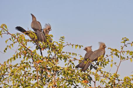 D:\DataFoto\Foto's - Reizen\2014-07-09 Victoria Falls\20 Mazambala Safari 3N\Best Of\VICT3695y.jpg