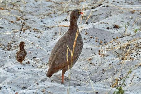 D:\DataFoto\Foto's - Reizen\2014-07-09 Victoria Falls\20 Mazambala Safari 3N\Best Of\VICT3774y.jpg