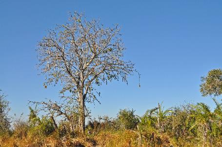 D:\DataFoto\Foto's - Reizen\2014-07-09 Victoria Falls\15 Mazambala Boot 1N\Best Of\VICT2801y.jpg