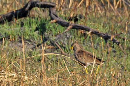 D:\DataFoto\Foto's - Reizen\2014-07-09 Victoria Falls\15 Mazambala Boot 1N\Best Of\VICT2891y.jpg