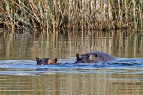 D:\DataFoto\Foto's - Reizen\2014-07-09 Victoria Falls\16 Mazambala Walk 2V\Best Of\VICT2976y.jpg