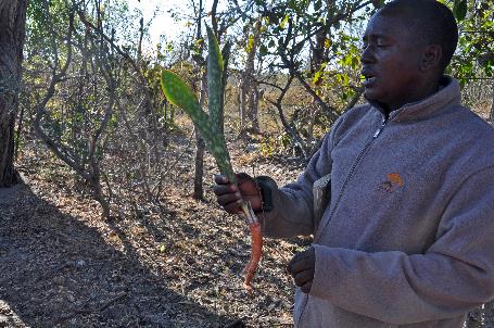 D:\DataFoto\Foto's - Reizen\2014-07-09 Victoria Falls\16 Mazambala Walk 2V\Best Of\VICT3007y.jpg