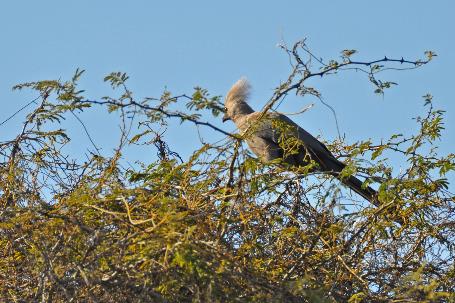 D:\DataFoto\Foto's - Reizen\2014-07-09 Victoria Falls\16 Mazambala Walk 2V\Best Of\VICT2973y.jpg