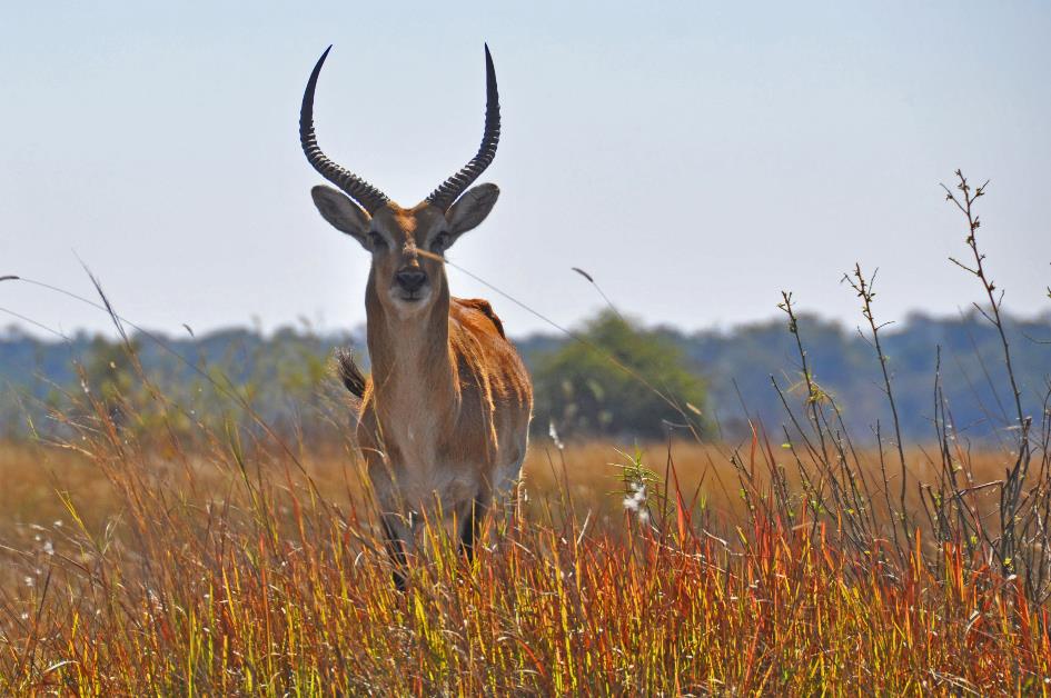 D:\DataFoto\Foto's - Reizen\2014-07-09 Victoria Falls\18 Mazambala Safari 2N\Best Of\VICT3082y.jpg