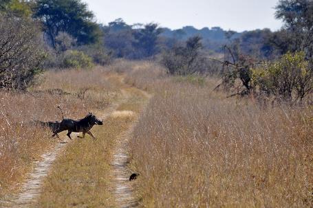 D:\DataFoto\Foto's - Reizen\2014-07-09 Victoria Falls\18 Mazambala Safari 2N\Best Of\VICT3185y.jpg