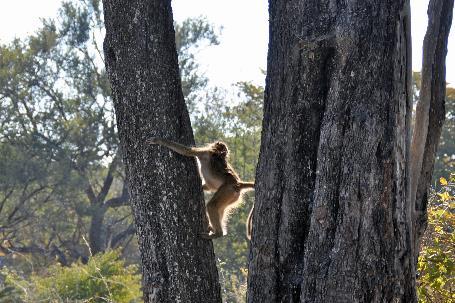 D:\DataFoto\Foto's - Reizen\2014-07-09 Victoria Falls\18 Mazambala Safari 2N\Best Of\VICT3142y.jpg