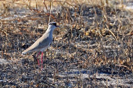 D:\DataFoto\Foto's - Reizen\2014-07-09 Victoria Falls\18 Mazambala Safari 2N\Best Of\VICT3215y.jpg