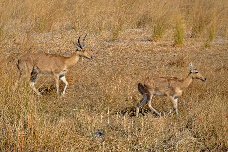 D:\DataFoto\Foto's - Reizen\2014-07-09 Victoria Falls\20 Mazambala Safari 3N\Best Of\VICT3567y.jpg