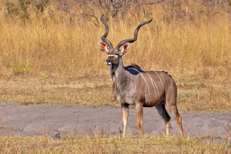 D:\DataFoto\Foto's - Reizen\2014-07-09 Victoria Falls\20 Mazambala Safari 3N\Best Of\VICT3580y.jpg