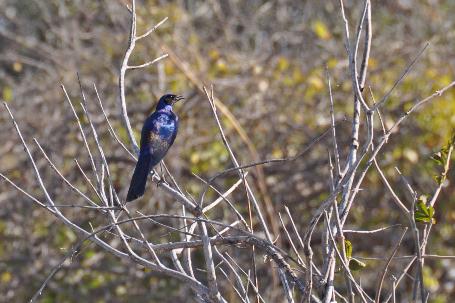 D:\DataFoto\Foto's - Reizen\2014-07-09 Victoria Falls\20 Mazambala Safari 3N\Best Of\VICT3605y.jpg