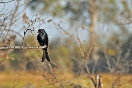 D:\DataFoto\Foto's - Reizen\2014-07-09 Victoria Falls\20 Mazambala Safari 3N\Best Of\VICT3743y.jpg