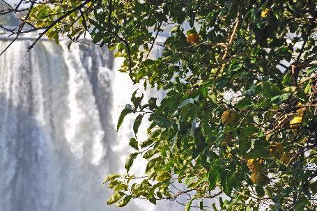 D:\DataFoto\Foto's - Reizen\2014-07-09 Victoria Falls\22 Victoria Falls Zim\Best Of\VICT3931y.jpg
