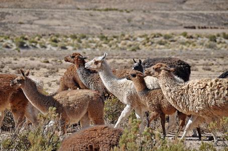 D:\DataFoto\Foto's - Reizen\2015-07-11 Argentinie - Bolivie - Chili\19 Naar Uyuni\AGBC1878y.jpg