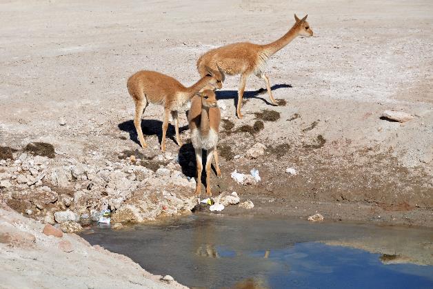 D:\DataFoto\Foto's - Reizen\2015-07-11 Argentinie - Bolivie - Chili\26 Colchani\AGBC2541y.jpg