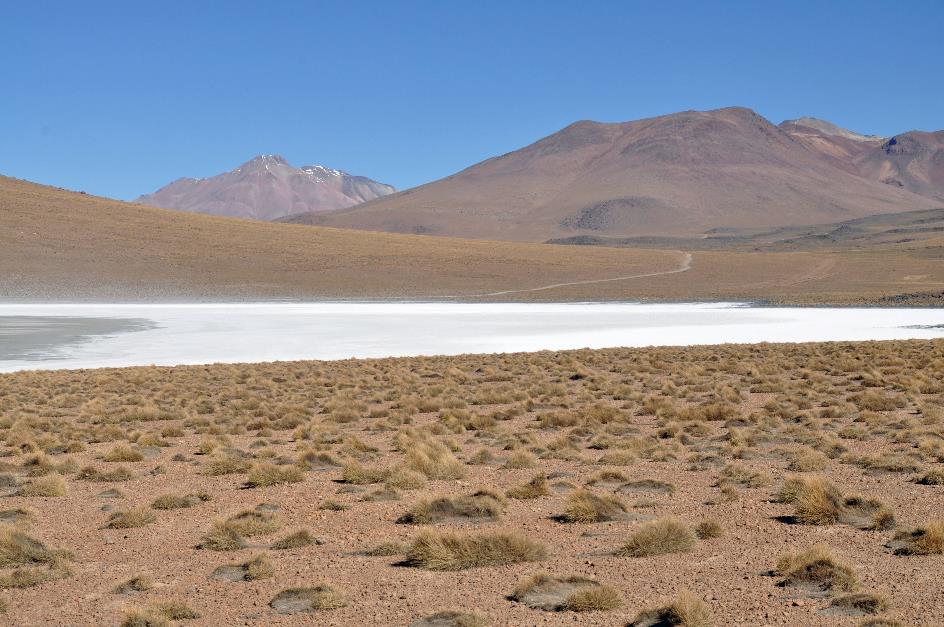 D:\DataFoto\Foto's - Reizen\2015-07-11 Argentinie - Bolivie - Chili\27 Naar Ojo de Perdiz\AGBC2651y.jpg