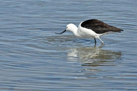 D:\DataFoto\Foto's - Reizen\2015-07-11 Argentinie - Bolivie - Chili\31 Laguna Chaxas\AGBC3359y.jpg