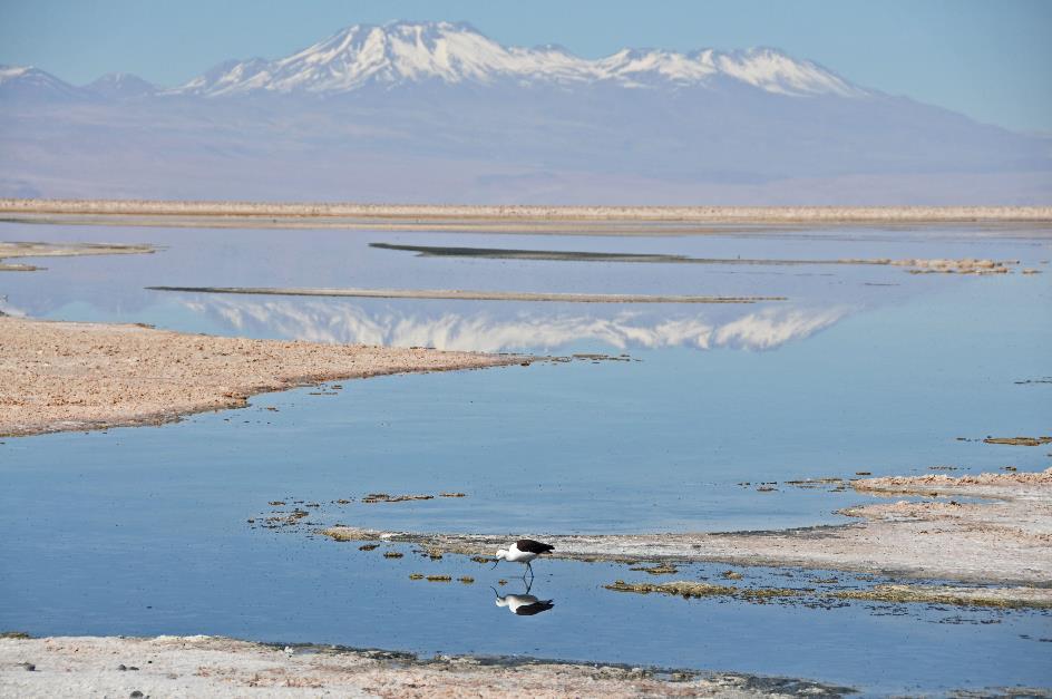 D:\DataFoto\Foto's - Reizen\2015-07-11 Argentinie - Bolivie - Chili\31 Laguna Chaxas\AGBC3429y.jpg
