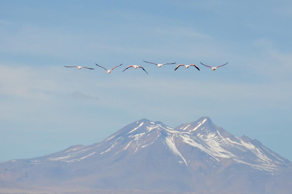 D:\DataFoto\Foto's - Reizen\2015-07-11 Argentinie - Bolivie - Chili\31 Laguna Chaxas\AGBC3420x.jpg