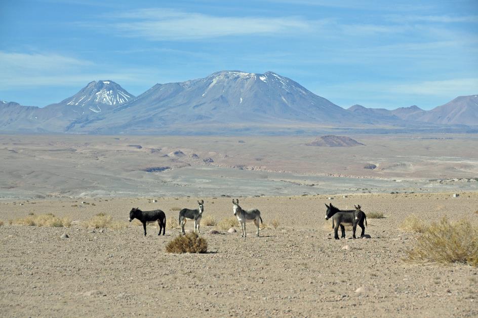 D:\DataFoto\Foto's - Reizen\2015-07-11 Argentinie - Bolivie - Chili\31 Laguna Chaxas\AGBC3439y.jpg