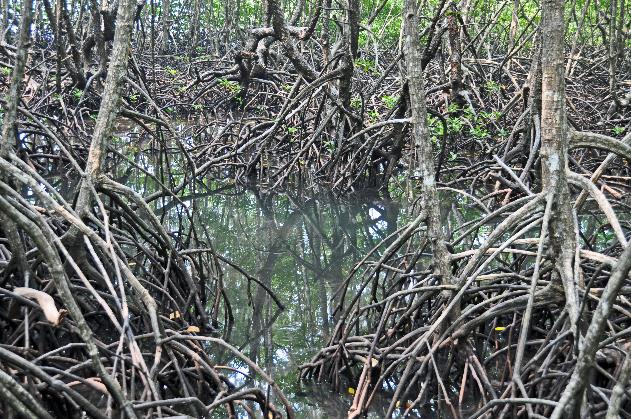 D:\DataFoto\Foto's - Reizen\2016-03-26 Borneo\19 Abdoel Rahman-archipel\BORN3703y.jpg