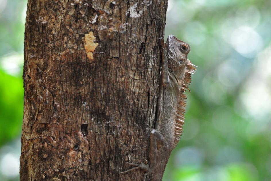 D:\DataFoto\Foto's - Reizen\2016-03-26 Borneo\19 Abdoel Rahman-archipel\BORN3730y.jpg