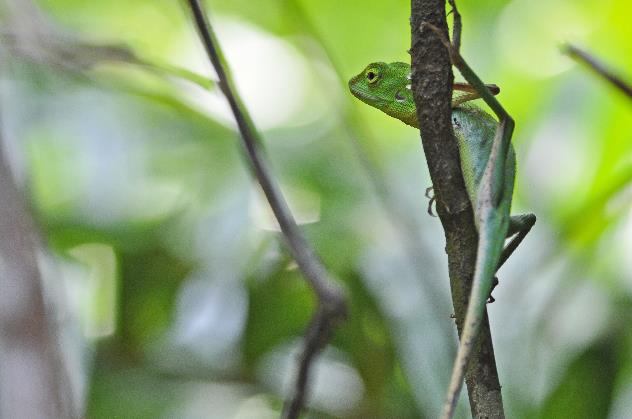 D:\DataFoto\Foto's - Reizen\2016-03-26 Borneo\19 Abdoel Rahman-archipel\BORN3762y.jpg