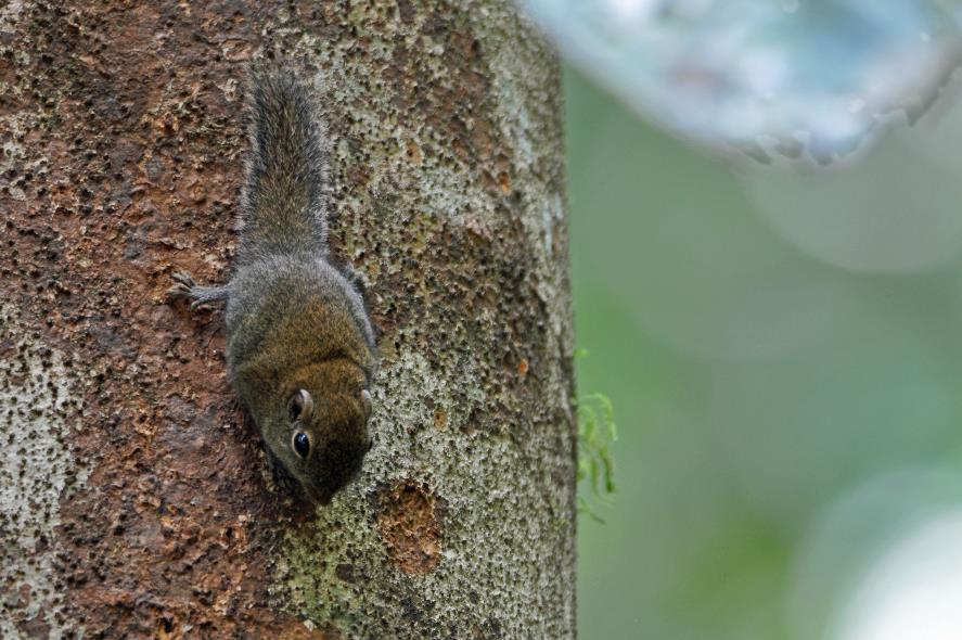 D:\DataFoto\Foto's - Reizen\2016-03-26 Borneo\04 Mulu NP - Grotten (V)\BORN0693y.jpg