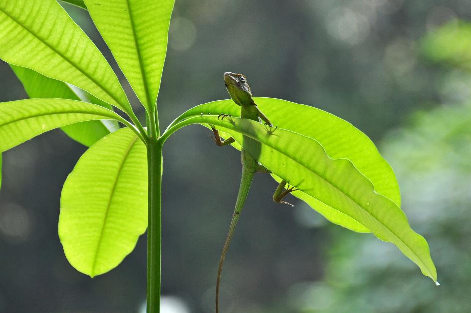 D:\DataFoto\Foto's - Reizen\2016-03-26 Borneo\05 Mulu NP - Grotten (N)\BORN0740y.jpg