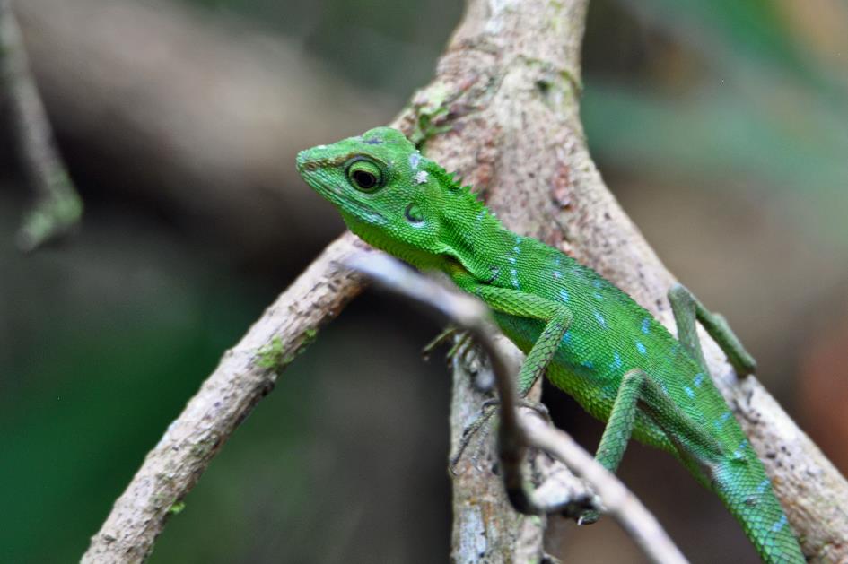 D:\DataFoto\Foto's - Reizen\2016-03-26 Borneo\05 Mulu NP - Grotten (N)\BORN0772y.jpg