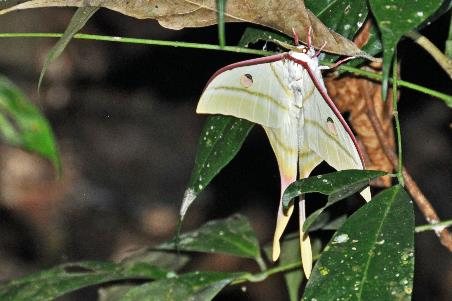 D:\DataFoto\Foto's - Reizen\2016-03-26 Borneo\05 Mulu NP - Grotten (N)\BORN0871y.jpg