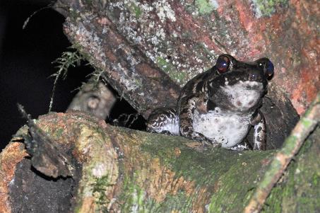 D:\DataFoto\Foto's - Reizen\2016-03-26 Borneo\05 Mulu NP - Grotten (N)\BORN0895y.jpg