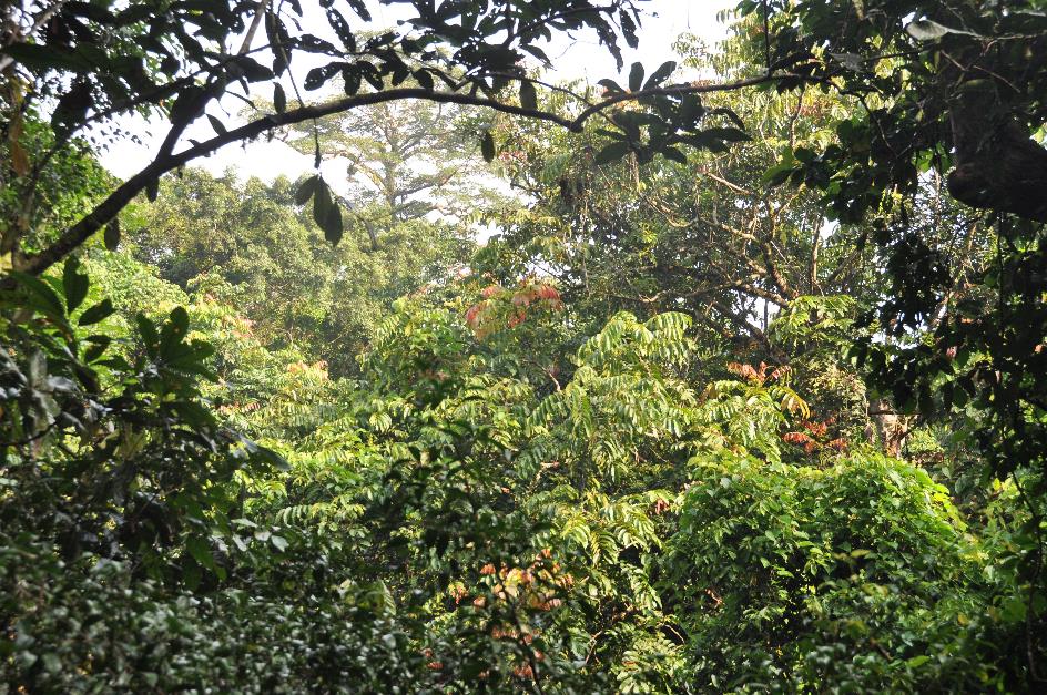 D:\DataFoto\Foto's - Reizen\2016-03-26 Borneo\06 Mulu NP - Canopy Walk\BORN0955x.jpg