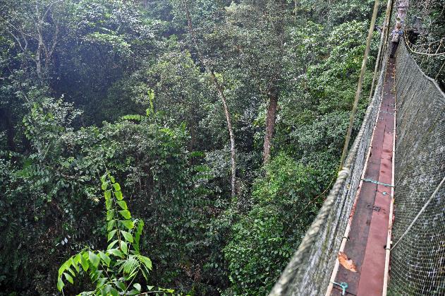 D:\DataFoto\Foto's - Reizen\2016-03-26 Borneo\06 Mulu NP - Canopy Walk\BORN0981y.jpg