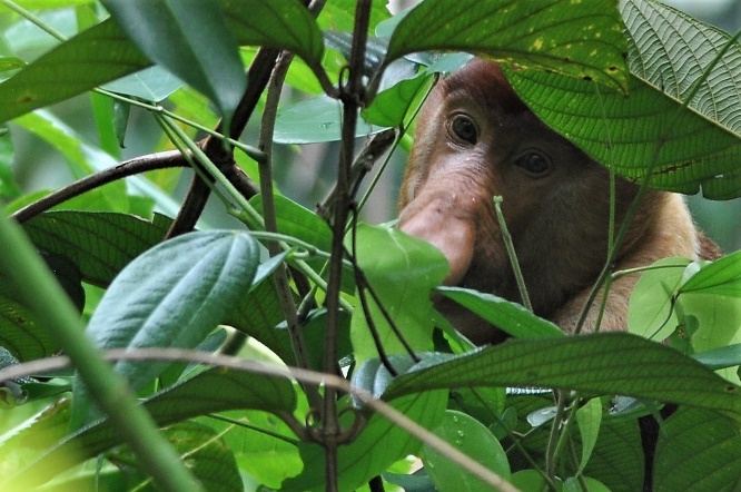 D:\DataFoto\Foto's - Reizen\2016-03-26 Borneo\09 Bako NP Teluk Paku\BORN1454x.jpg