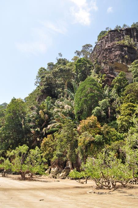 D:\DataFoto\Foto's - Reizen\2016-03-26 Borneo\10 Bako NP Mangrove\BORN1570x.jpg